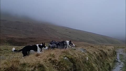 Three Dogs Cross the Road Differently