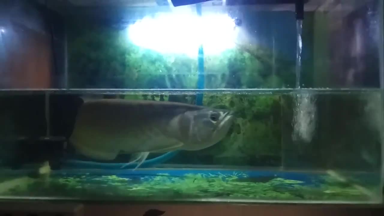 IKAN ARAWANA 1 METER SAMPE SUSAH BELOK DI AQUARIUM!!!