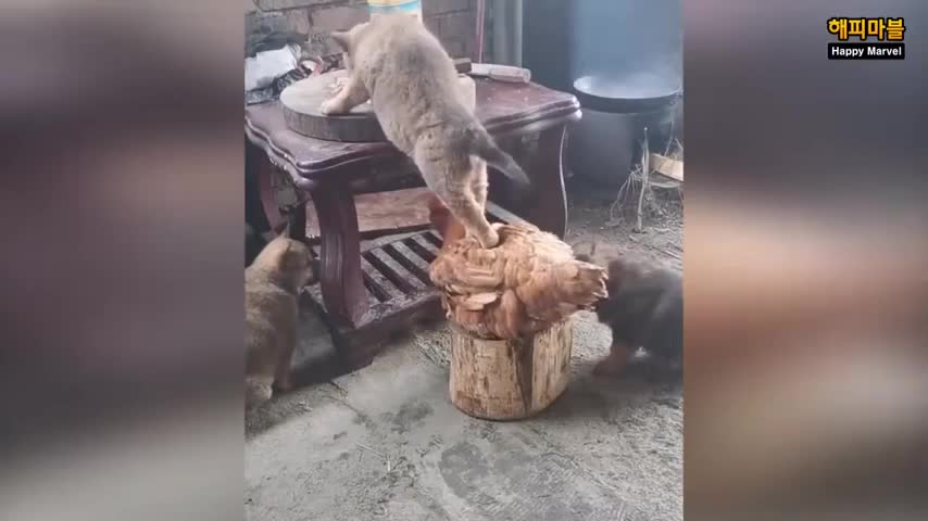 graciosos momentos de gatos y perros