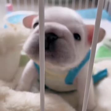 Funny Animal | Funny french bulldogs videos 😀