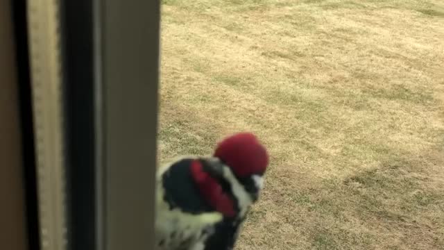 Woodpecker at Window Taps Back