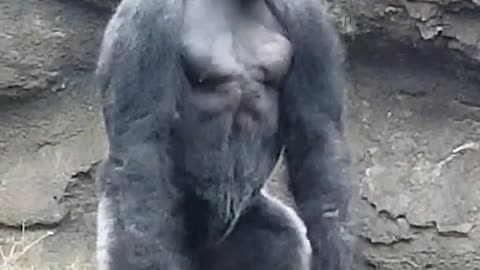 gorilla