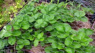 Picking Strawberries Today!