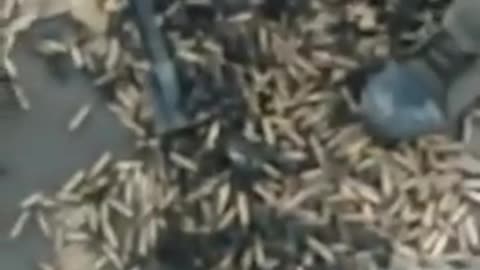 INDIAN ARMY VIDEO must watch