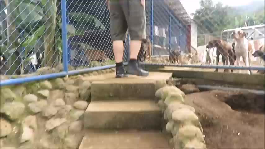 Land of the strays, Dog rescue Ranch sanctuary in Costa Rica