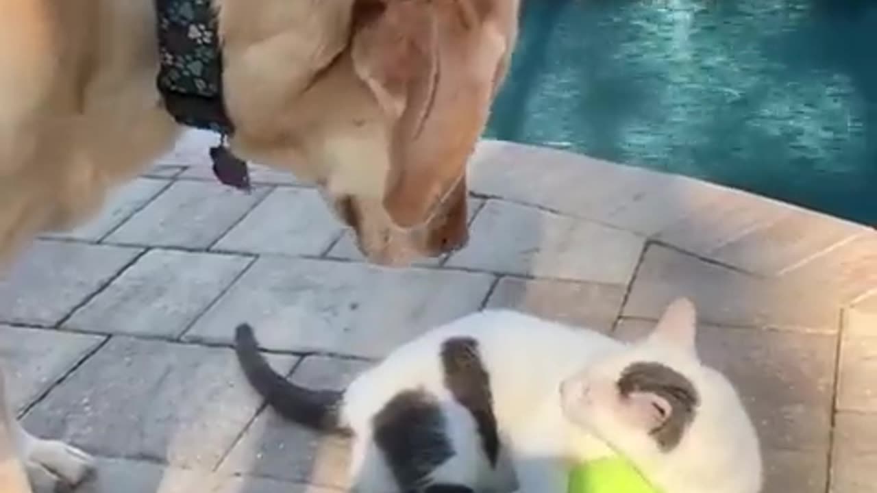 Go away. It's my Ball. 😐😂