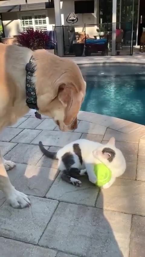 Go away. It's my Ball. 😐😂