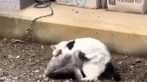 Funny Animals Fight....