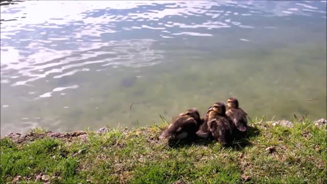 Sweet Ducklings By The Lake