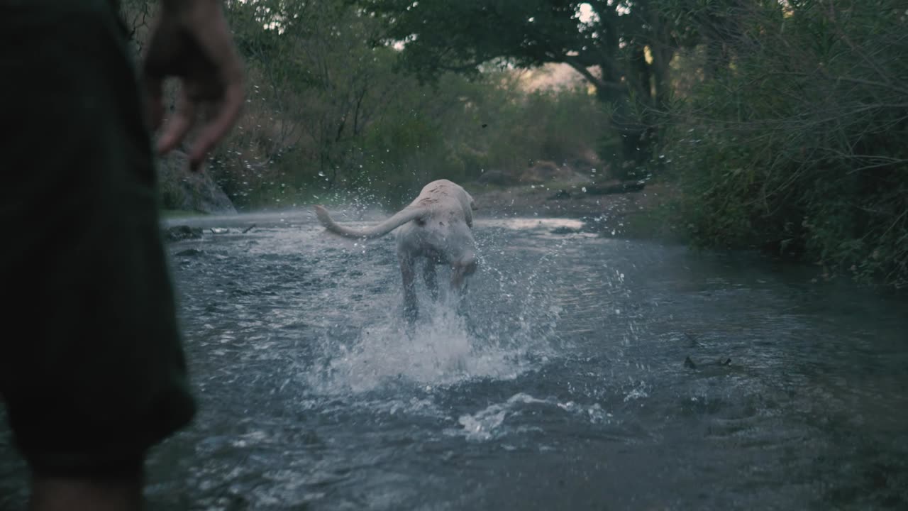 Dog catches a ball in a river