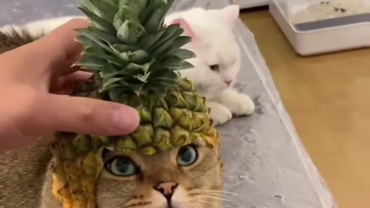 funny cat