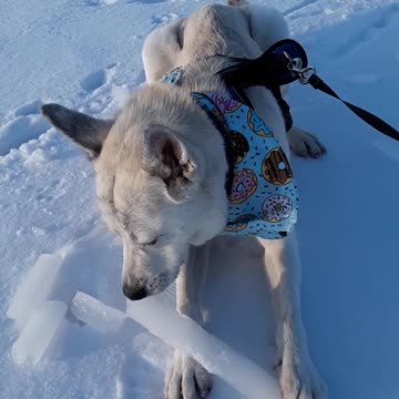 Piper the pupper crunching ice