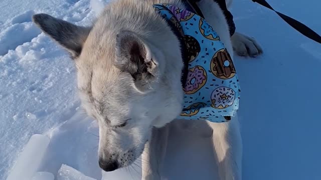 Piper the pupper crunching ice