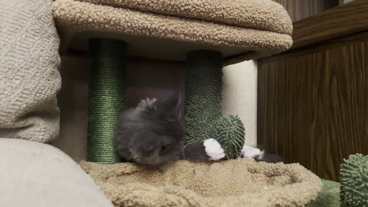 Maine Coon Kitten Ninja Training