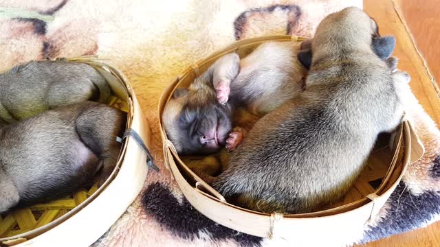 Pug Puppies in Baskets