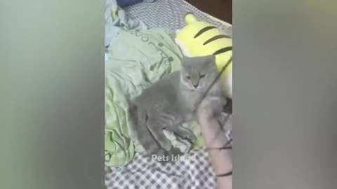 Funny moments with cats part 2