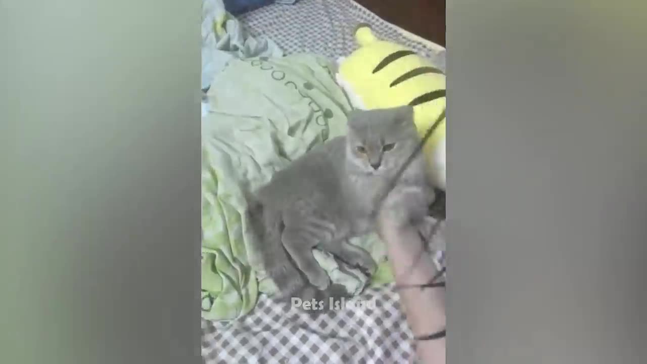Funny moments with cats part 2