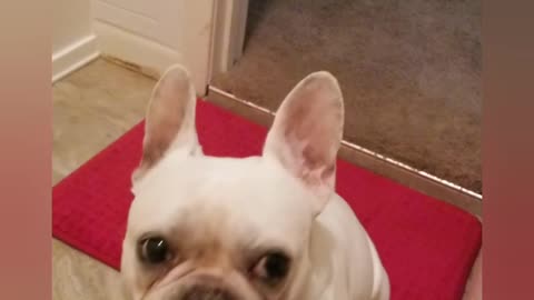 French bulldog thinks someone is in the house