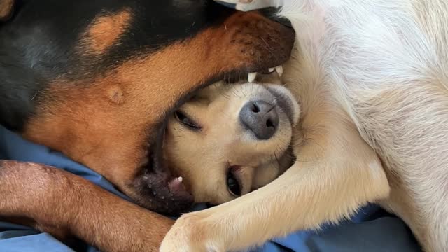 Dog Fits Friend's Face in Mouth