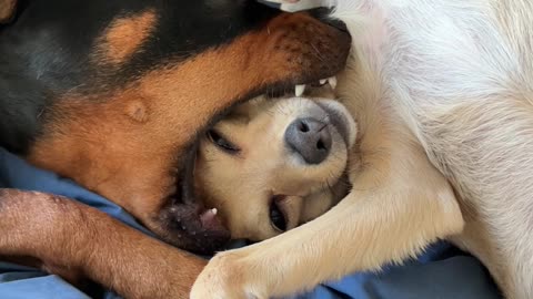 Dog Fits Friend's Face in Mouth