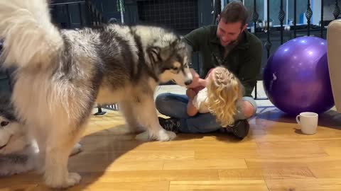 Giant Husky Protects Little Girl And Bites Me!