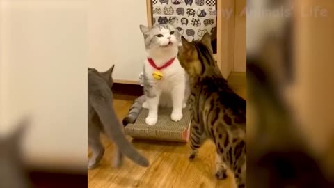 A shiny coat of fur