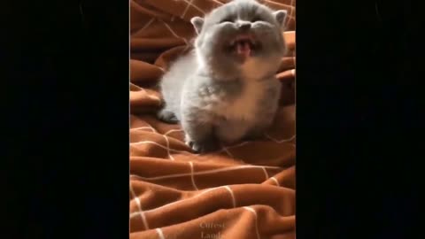 Funny Animals