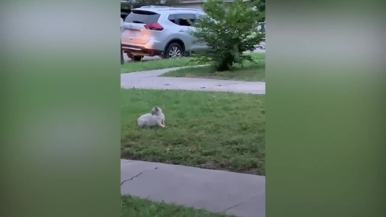 funny cats