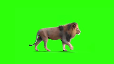 video related to corporate promotion animal lion walking