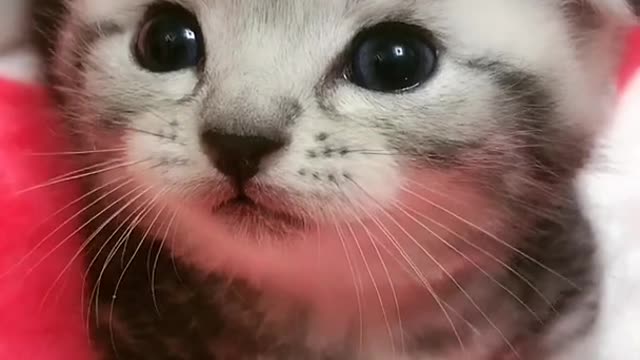 OMG So Cute Cats ♥ Best Funny Cat ❤️🐈Videos 2021 #shorts