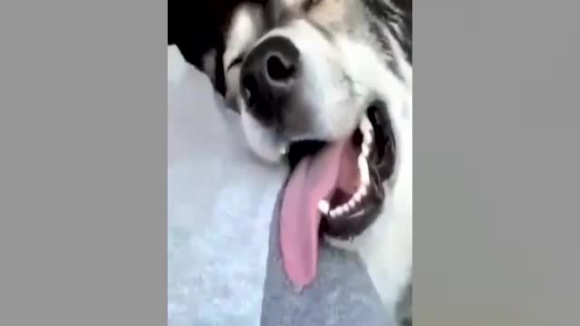 Funny dog video 🐶