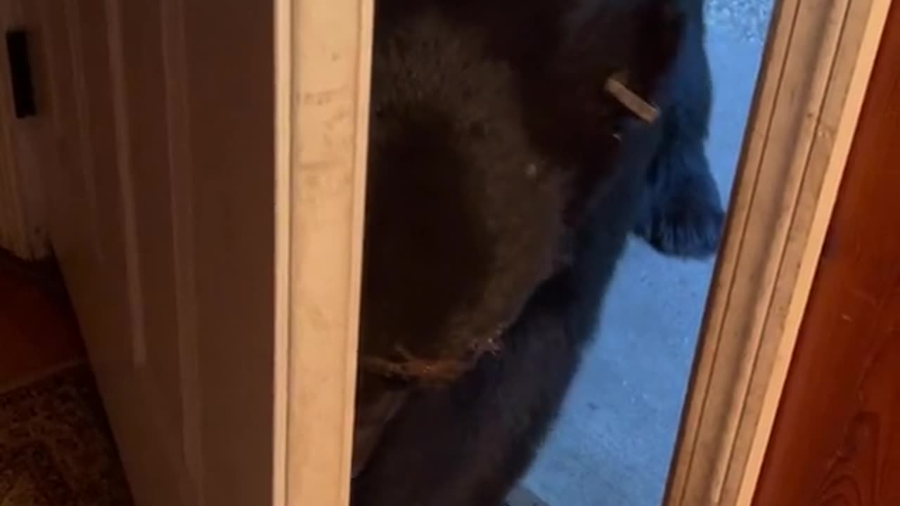 Silly bear does it again hilarious