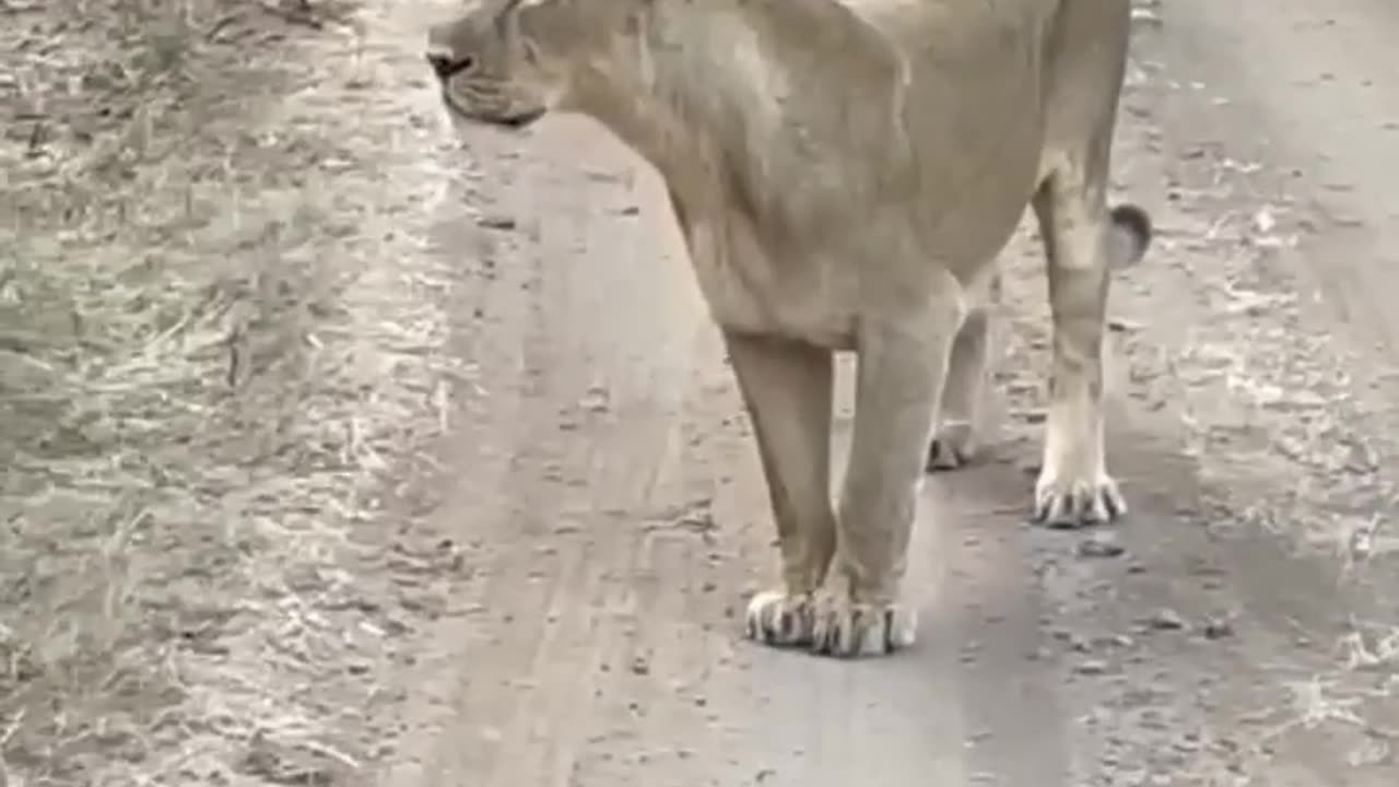 Incredible Rare Close 🦁Lion Spotting: Must-Watch Video🦁