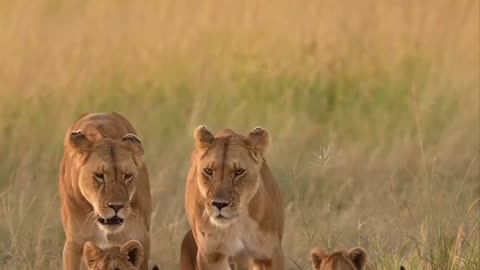 #Lion family