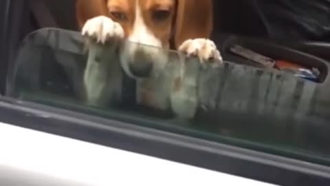 Baby Dogs - Cute and Funny Dog Video 🐶