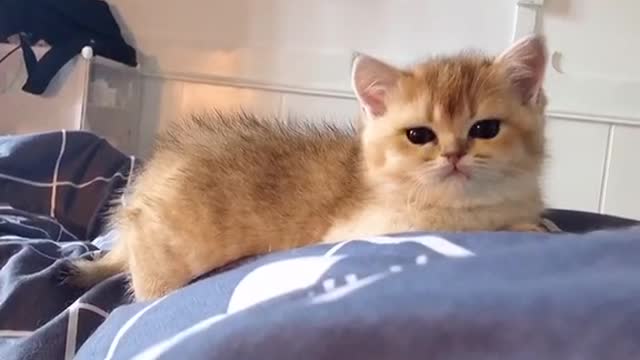 The kitten