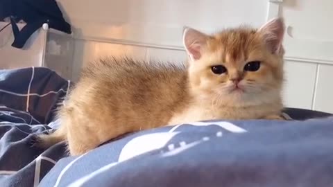 The kitten