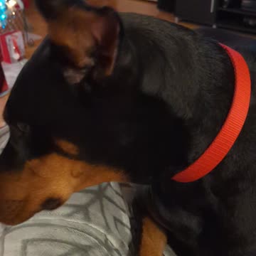 Doberman Steals Chips!