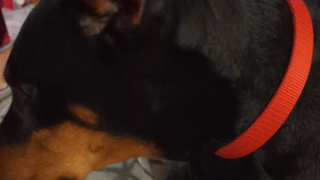 Doberman Steals Chips!