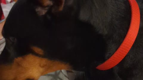 Doberman Steals Chips!