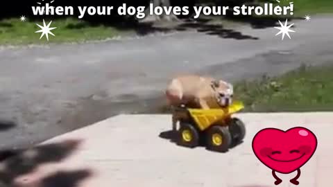 when your dog loves your stroller!