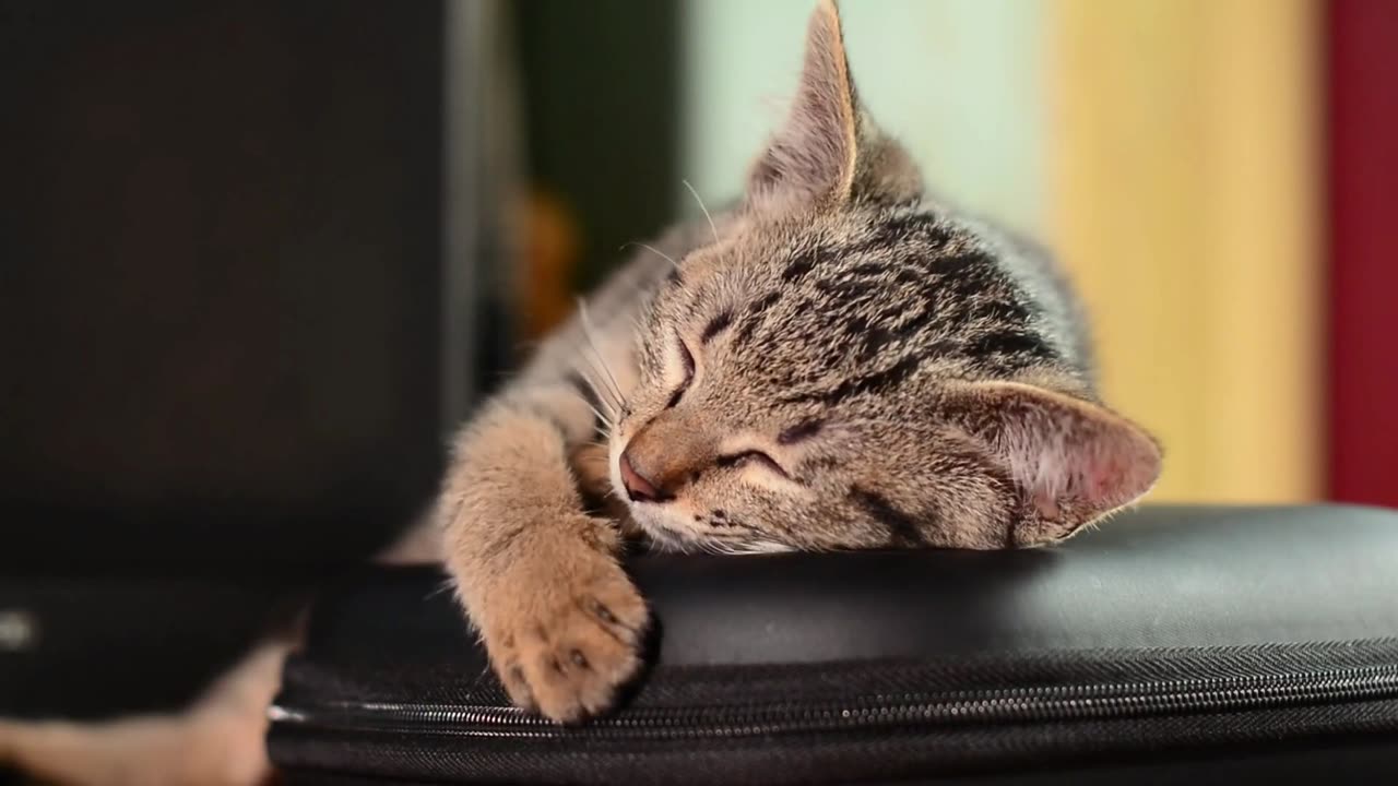 Sleepy heads