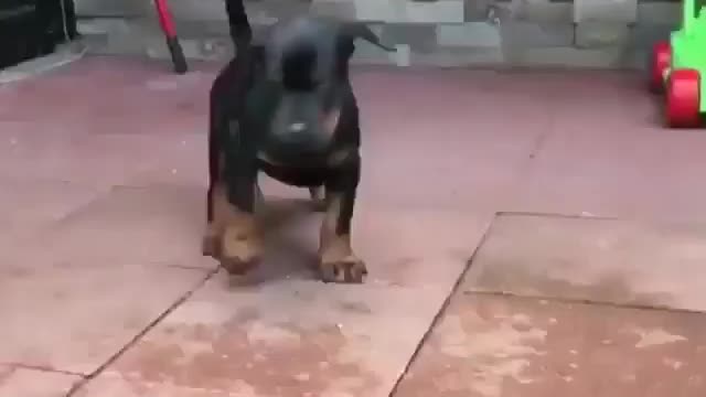 Strange and funny behavior of animals 16