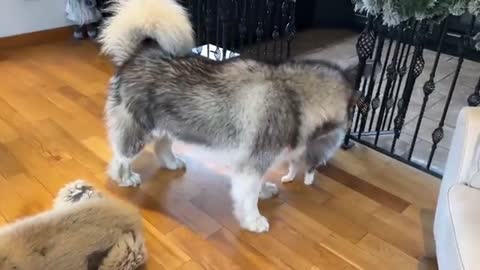 The World's Safest Newborn Baby! Protected By Wolves! (Cutest Ever!!)