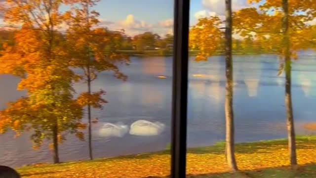 Cool temperature, yellow leaves, autumn is really beautiful
