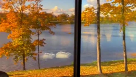 Cool temperature, yellow leaves, autumn is really beautiful