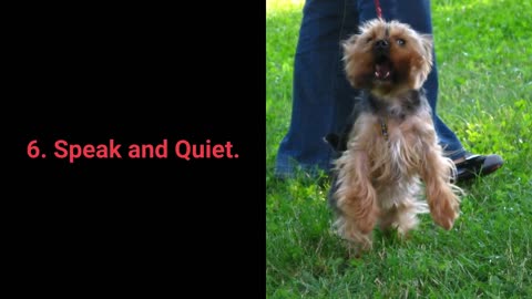 Basic Dog Training – TOP 10 Essential Commands Every Dog Should Know