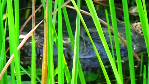 Snapping Turtle