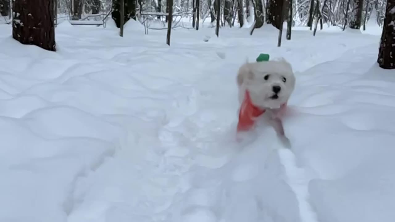 Cute dog loving the freshly fallen fluffy white stuff