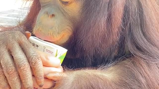 orangutans